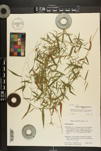 Dichanthelium dichotomum var. ramulosum image