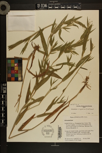 Dichanthelium scoparium image