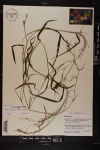 Kellochloa verrucosa image