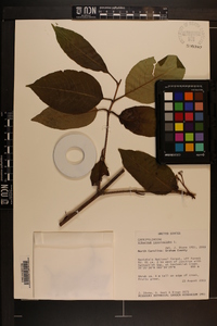 Viburnum cassinoides image