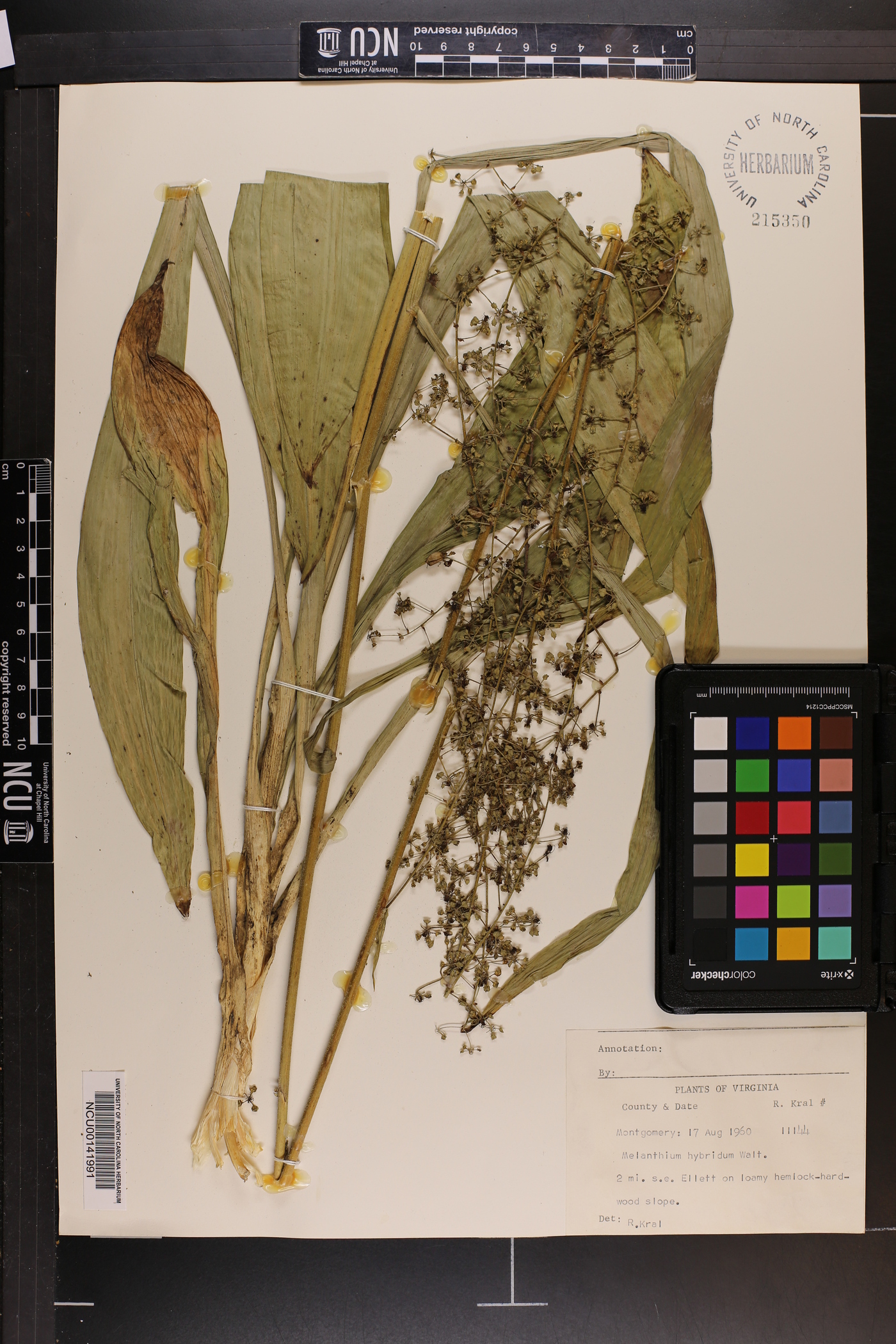 Veratrum hybridum image