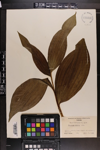 Veratrum viride image