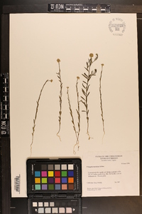 Polygala mariana image