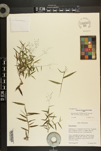 Dichanthelium dichotomum var. nitidum image