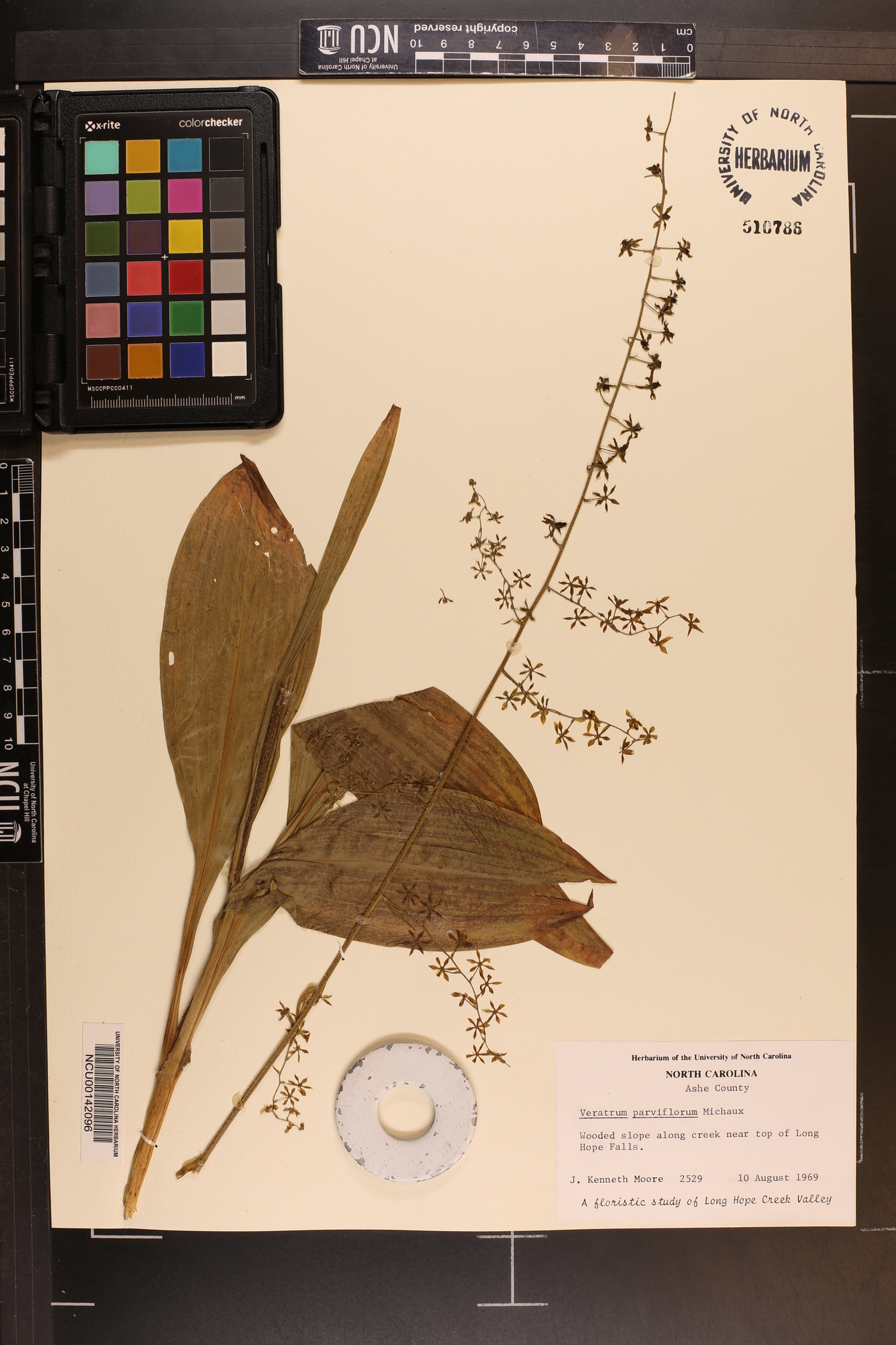 Veratrum parviflorum image