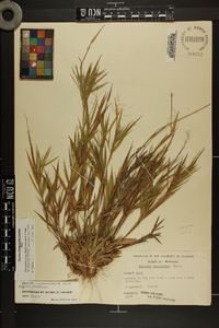 Dichanthelium ovale var. addisonii image