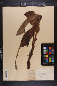 Cynoglossum virginianum image