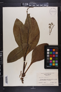 Cynoglossum virginianum image