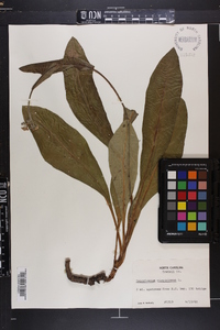 Cynoglossum virginianum image