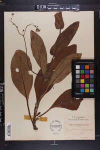 Cynoglossum virginianum image