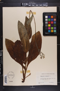 Andersonglossum virginianum image