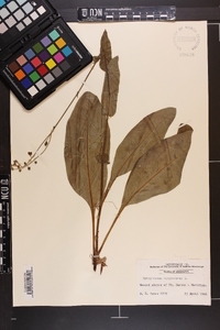 Cynoglossum virginianum image