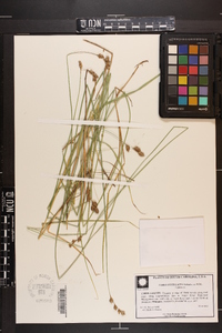 Carex festucacea image