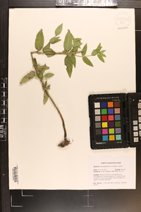 Pycnanthemum setosum image