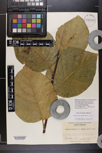 Magnolia acuminata image