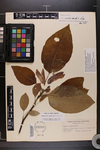 Magnolia acuminata var. subcordata image