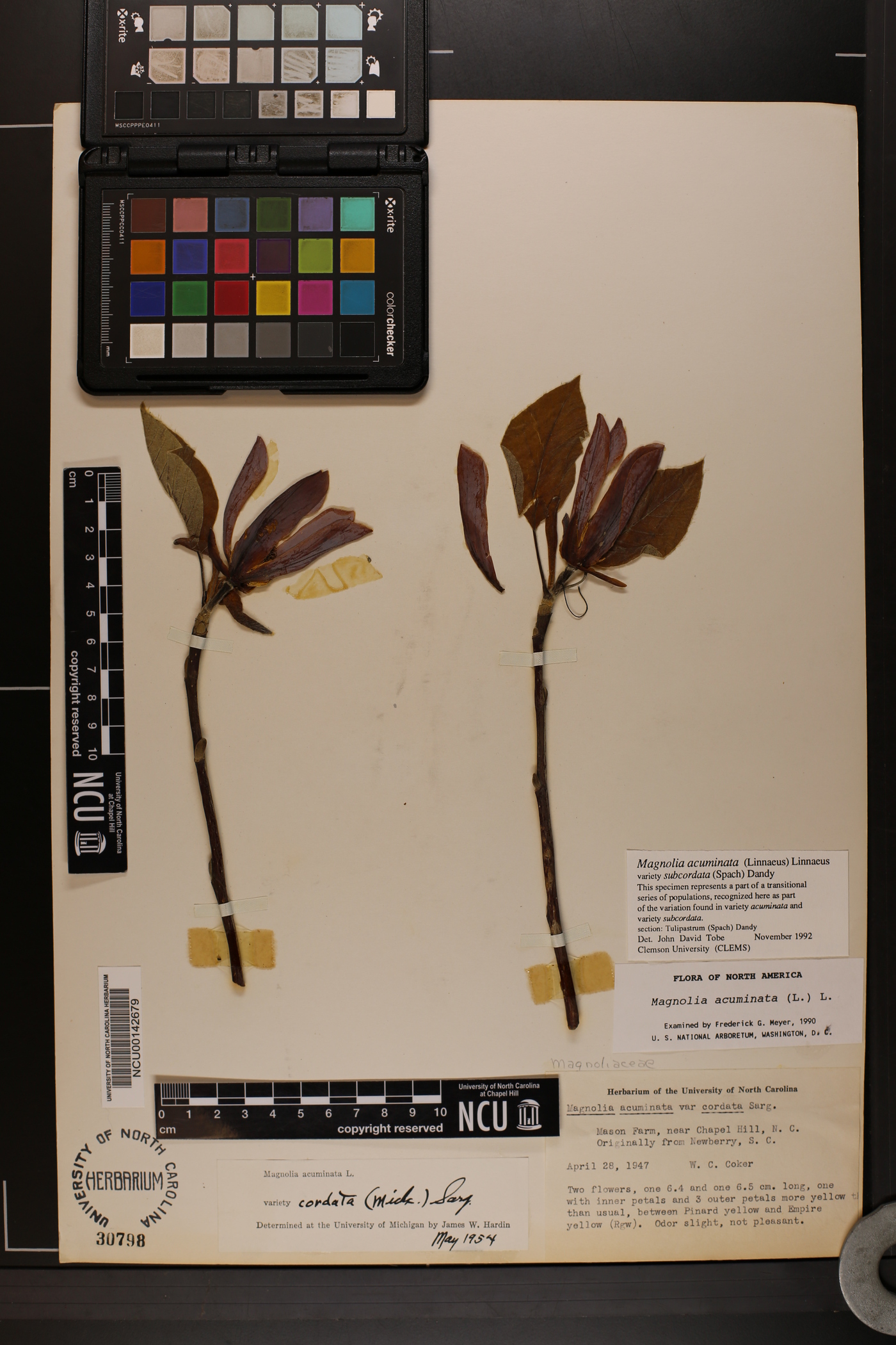 Magnolia acuminata var. subcordata image