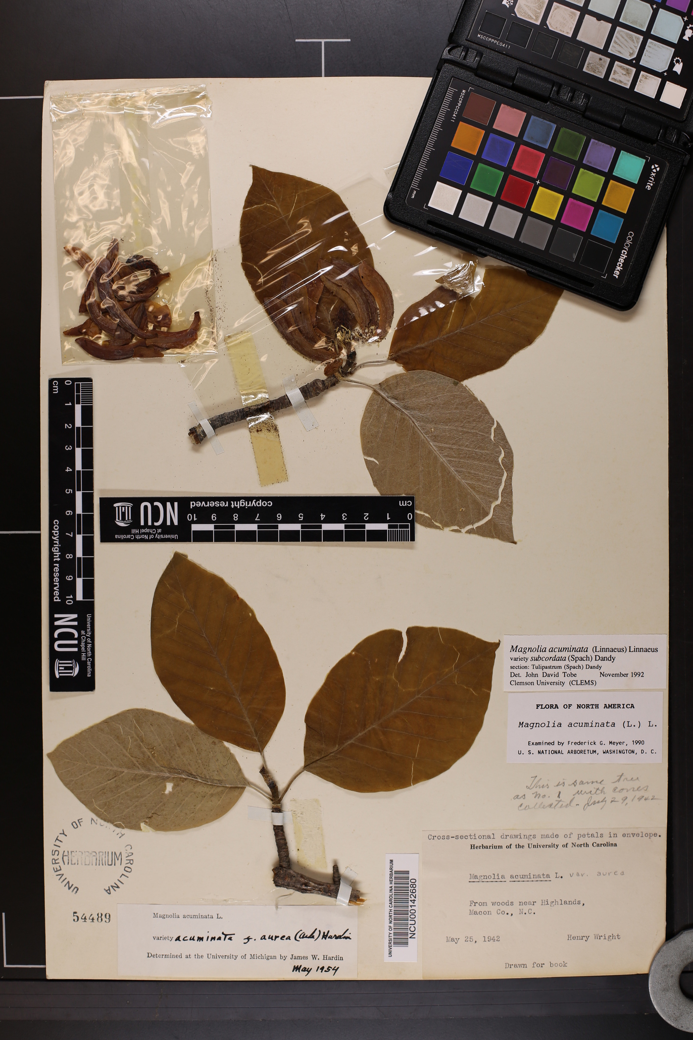 Magnolia acuminata var. subcordata image