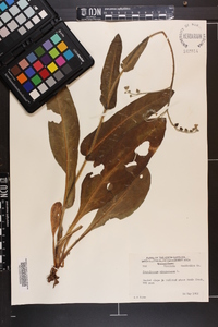 Andersonglossum virginianum image