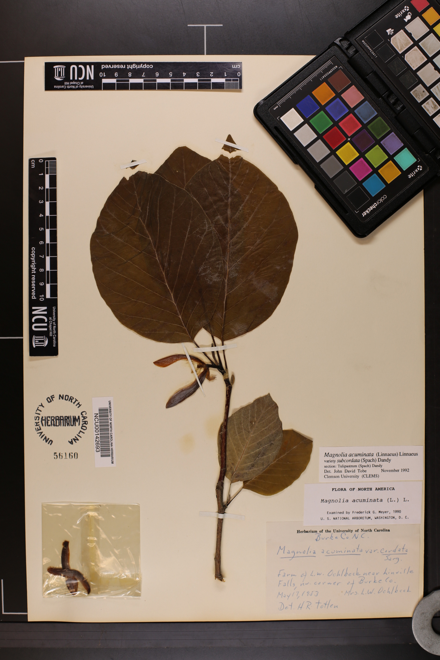 Magnolia acuminata var. subcordata image