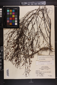 Agalinis tenuifolia var. tenuifolia image