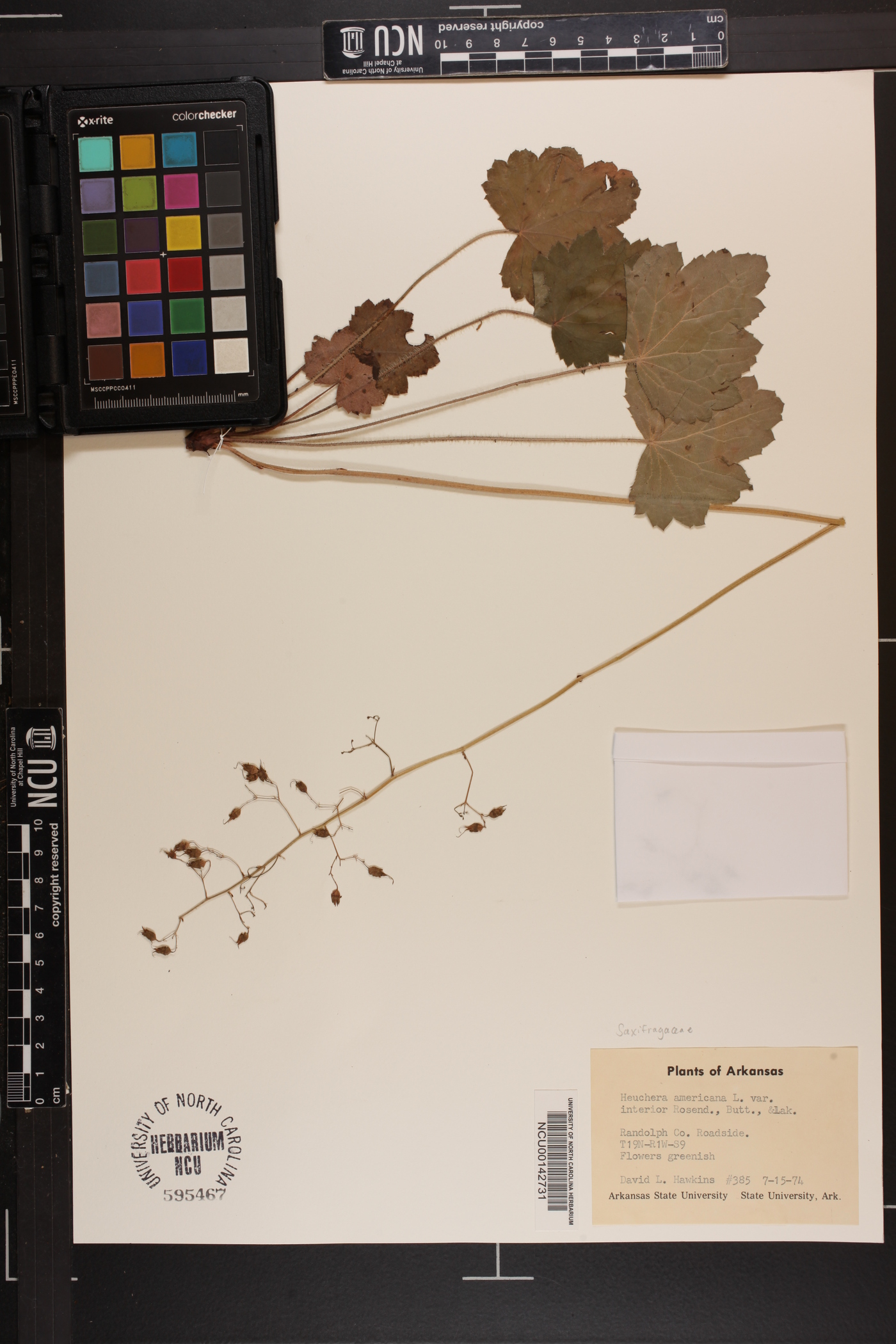 Heuchera americana var. interior image