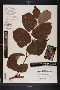 Reynoutria japonica image