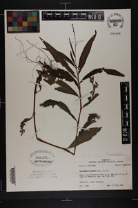 Polygonum setaceum image