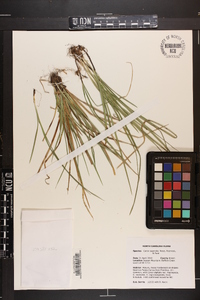 Carex superata image