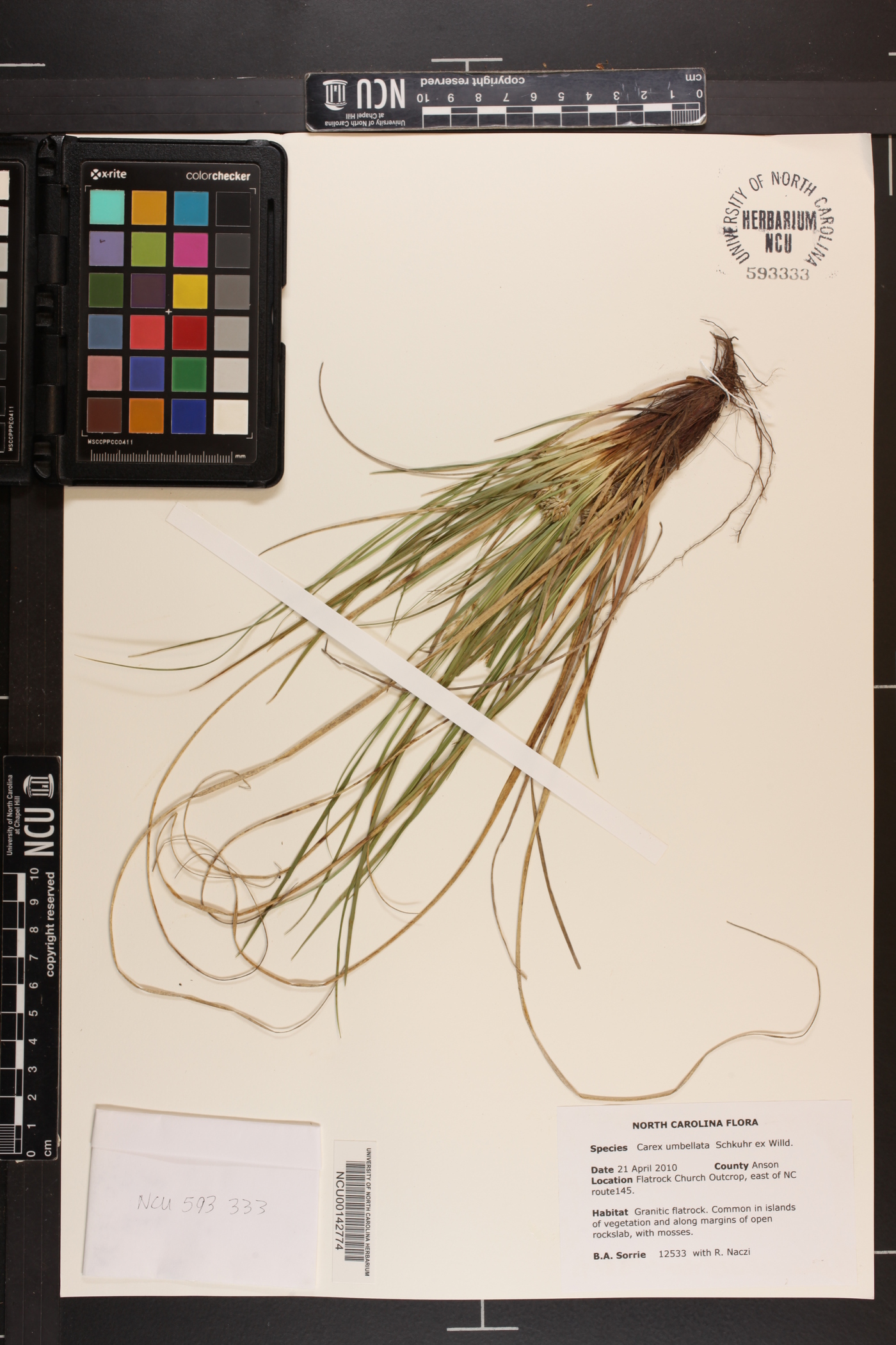 Carex rugosperma image
