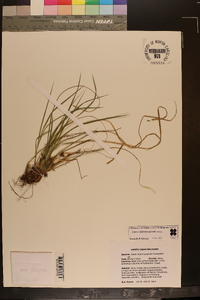 Carex nigromarginata image