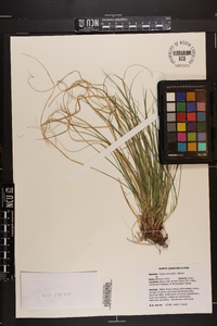 Carex reznicekii image