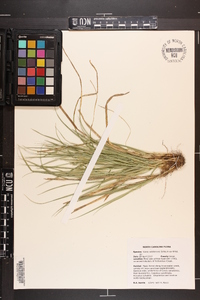 Carex willdenowii image