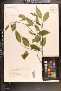 Ilex montana image