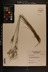 Juncus secundus image