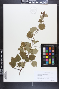 Crataegus pruinosa image