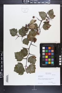 Crataegus pruinosa image