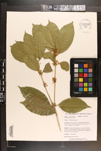 Osmanthus fragrans image