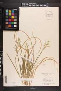 Poa cuspidata image