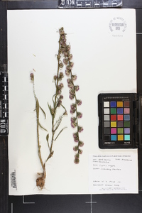 Liatris virgata image