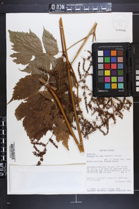 Aruncus dioicus image