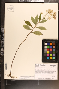 Oclemena acuminata image