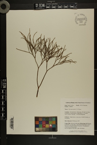 Psilotum nudum image