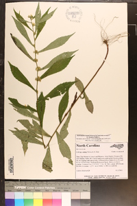 Solidago curtisii image