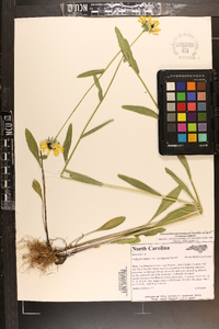 Rudbeckia hirta var. pulcherrima image