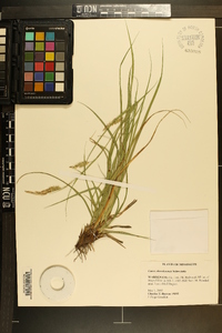 Carex cherokeensis image