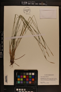 Carex striatula image