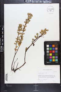 Hypericum crux-andreae image