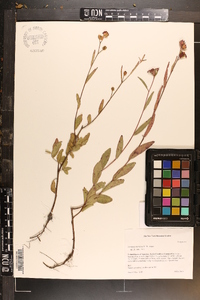 Ludwigia maritima image