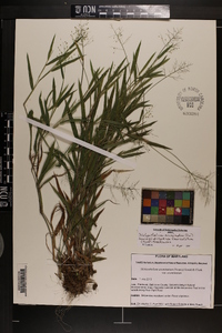 Dichanthelium acuminatum subsp. acuminatum image